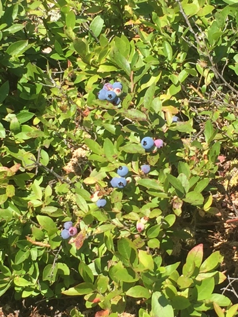 blueberries